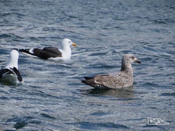 Kelp gulls nadam ao nosso lado enquanto fazemos caiaque em Ocean Harbour, na Geórgia do Sul Kelp gulls nadam ao nosso lado enquanto fazemos caiaque em Ocean Harbour, na Geórgia do Sul