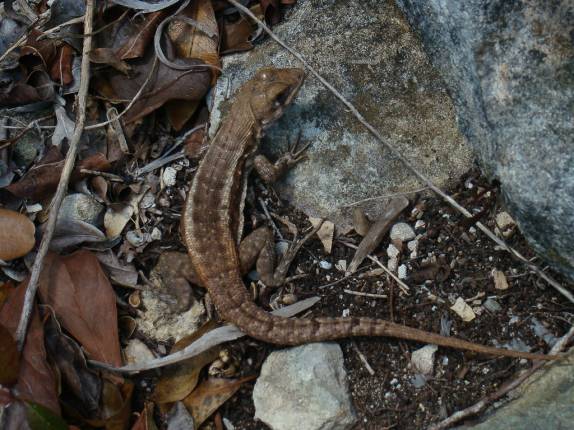 Lagarto comum em todas as Caicos - Turks e Caicos