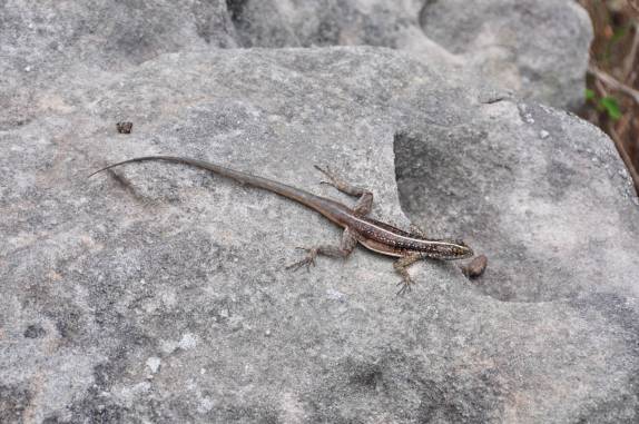 Lagarto no P.N da Serra do Catimbau, próximo à Buique - PE Lagarto no P.N da Serra do Catimbau, próximo à Buique - PE