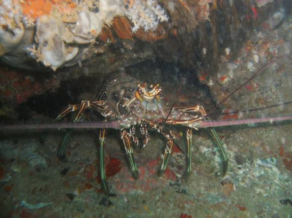 Lagosta na Ilha Escalvada, em Guarapari - ES Lagosta na Ilha Escalvada, em Guarapari - ES