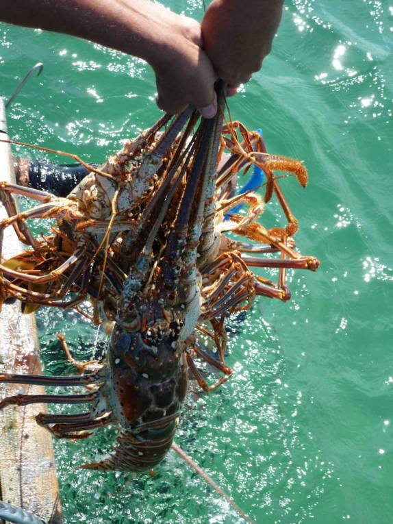 Lagostas fresquinhas na Isla de la Juventud, em Cuba Lagostas fresquinhas na Isla de la Juventud, em Cuba