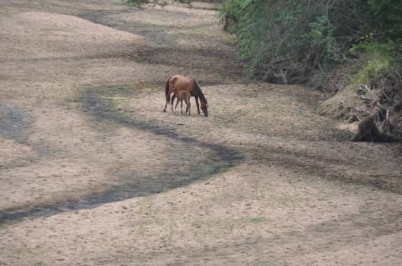 Leiro quase seco de um rio no interior de Alagoas. Visão comum no sertão Leiro quase seco de um rio no interior de Alagoas. Visão comum no sertão