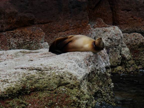 Leão-marinho preguiçoso na ilha de Espíritu Santo, região de La Paz, na Baja California - México Leão-marinho preguiçoso na ilha de Espíritu Santo, região de La Paz, na Baja California - México