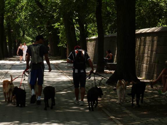 Levando cães para passear no Central Park, em Nova Iorque, nos Estados Unidos