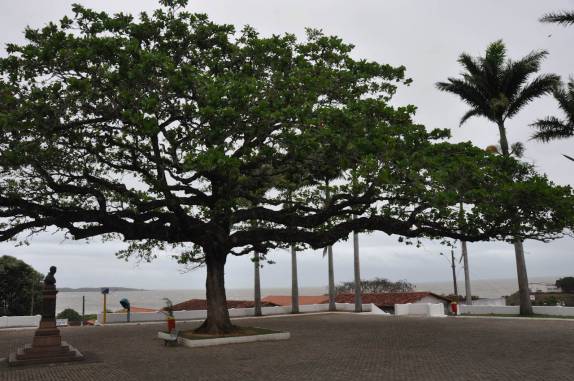 Linda amendoeira em frente à igreja de Anchieta - ES