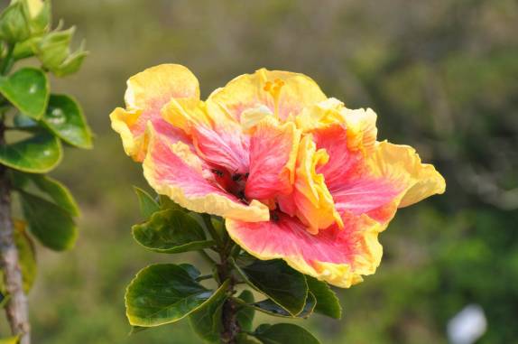 Linda flor em restaurante na Ponta do Atalaia, em Arraial do Cabo - RJ Linda flor em restaurante na Ponta do Atalaia, em Arraial do Cabo - RJ