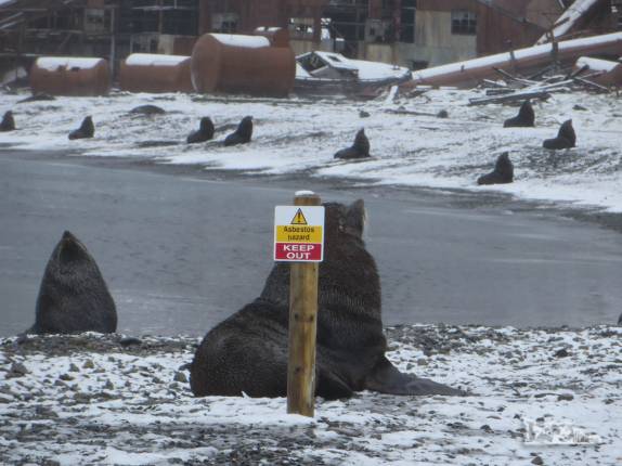 Lobo-marinho não parece se importar com a placa na antiga estação baleeira de Stromness, na Geórgia do Sul Lobo-marinho não parece se importar com a placa na antiga estação baleeira de Stromness, na Geórgia do Sul