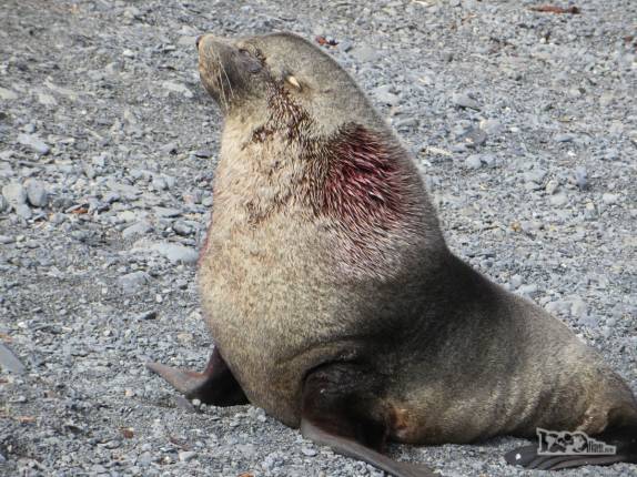 Lobo-marinho sangrando depois de briga com outro lobo em praia de Prion Island, na Geórgia do Sul Lobo-marinho sangrando depois de briga com outro lobo em praia de Prion Island, na Geórgia do Sul