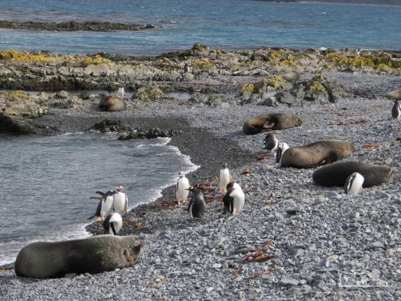 Lobos-marinho e pinguins gentoo em praia de Prion Island, na Geórgia do Sul Lobos-marinho e pinguins gentoo em praia de Prion Island, na Geórgia do Sul