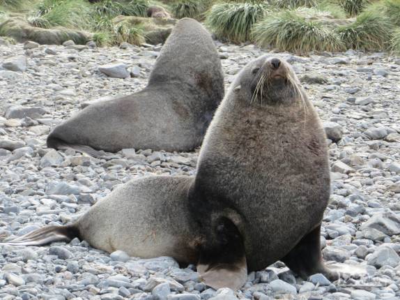 Lobos-marinho em praia de Prion Island, na Geórgia do Sul Lobos-marinho em praia de Prion Island, na Geórgia do Sul