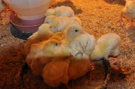 Loja em Perdões - MG Loja em Perdões - MG