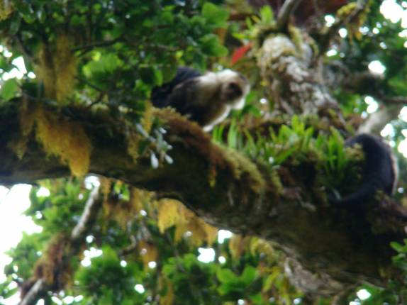 Macacos nos observam do alto das árvores no trekking no Parque Nacional de Chirripó, na Costa Rica