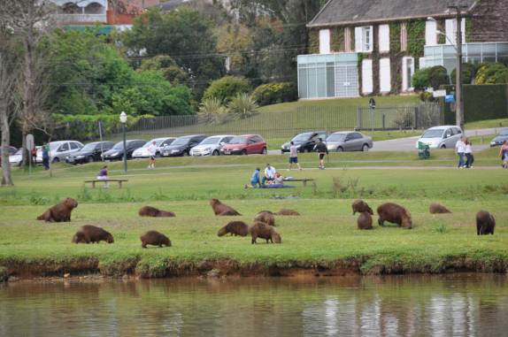 Manada de capivaras no Parque Barigui, em Curitiba - PR Manada de capivaras no Parque Barigui, em Curitiba - PR