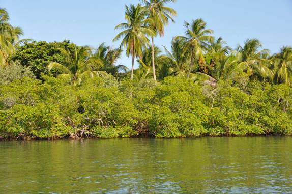 Mangue e coqueiros na Baía de Camamu - BA