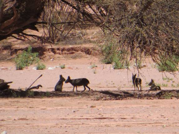 Maras, um grande roedor que vive no Parque Nacional Talampaya, na Argentina Maras, um grande roedor que vive no Parque Nacional Talampaya, na Argentina