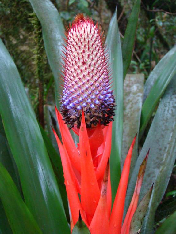 Maravilhosa bromélia na trilha do Pico Paraná - PR