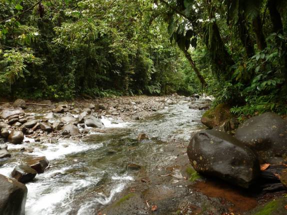 Mata tropical no Parque Nacional em Basse Terre, em Guadalupe, no Caribe Mata tropical no Parque Nacional em Basse Terre, em Guadalupe, no Caribe