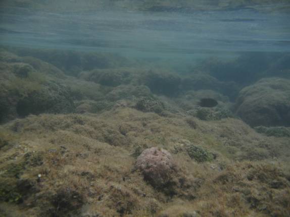 Mergulhando nas piscinas naturais da Praia de Taipus de Fora, em Barra Grande, Península do Maraú - BA