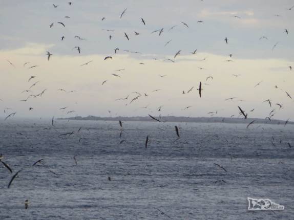 Milhares de petrels e de outras espécies de pássaros nos recebem em Steeple Jason, no noroeste das Ilhas Malvinas Milhares de petrels e de outras espécies de pássaros nos recebem em Steeple Jason, no noroeste das Ilhas Malvinas