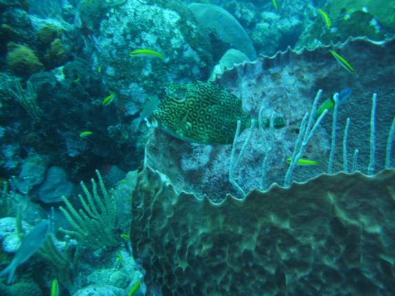 Mini Peixe-vaca, no Hangover Reef, na costa de Statia - Caribe Mini Peixe-vaca, no Hangover Reef, na costa de Statia - Caribe