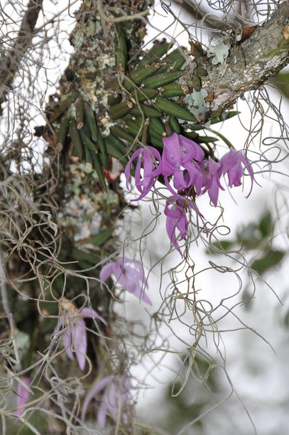 Miniatura de Orquídea na Lagoa Dourada, em Vilha Velha - Paraná Miniatura de Orquídea na Lagoa Dourada, em Vilha Velha - Paraná