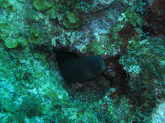 Moréia negra defende o seu espaço no Hangover Reef, na costa de Statia - Caribe Moréia negra defende o seu espaço no Hangover Reef, na costa de Statia - Caribe