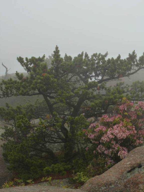 Muitas flores entre nuvens no topo de pedra da Old Rag Mountain, no Shennandoah National Park, na Virginia, nos Estados Unidos Muitas flores entre nuvens no topo de pedra da Old Rag Mountain, no Shennandoah National Park, na Virginia, nos Estados Unidos