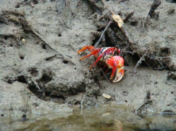 'Mulatas', pequenos carangueijos no Saco do Mamanguá, região de Parati - RJ 'Mulatas', pequenos carangueijos no Saco do Mamanguá, região de Parati - RJ