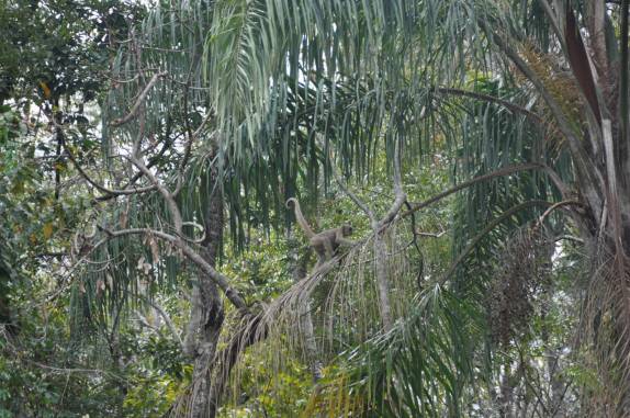 Nossa primeira visão, ao longe, do grande grupo de Muriquis, na RPPN Feliciano Abdalla, Reserva dos Muriquis, em Ipanema, próximo a Caratinga - MG