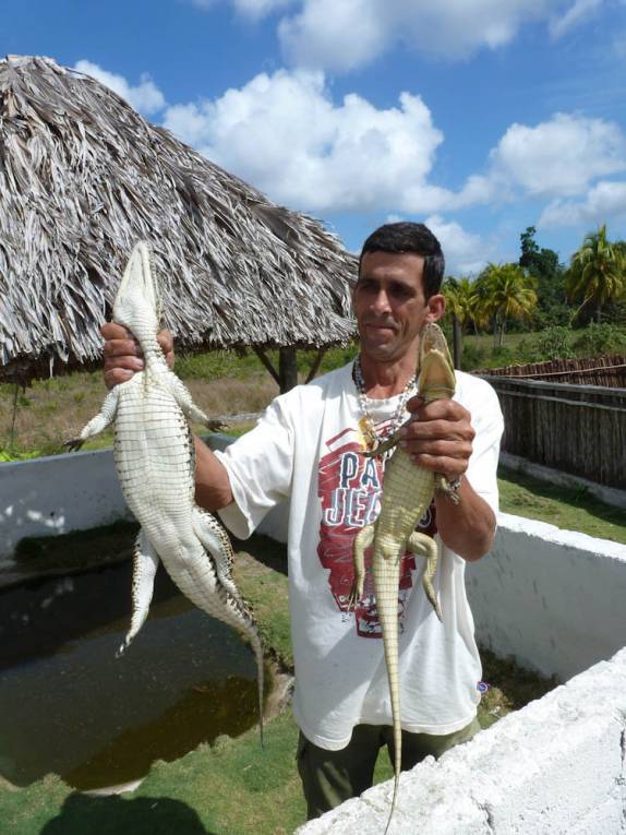 Nosso guia segura jacarés na Isla de la Juventud, em Cuba Nosso guia segura jacarés na Isla de la Juventud, em Cuba
