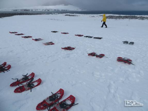 Nossos calçados para caminhar na neve nos aguardam em Turret Point, em King George Island, na Antártida Nossos calçados para caminhar na neve nos aguardam em Turret Point, em King George Island, na Antártida
