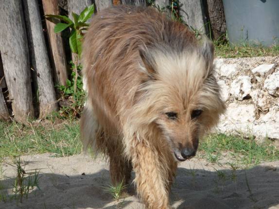 Não vimos o Bob Marley, mas olha o cachorro dele aí! (em Treasure Beach, no litoral sul da Jamaica) Não vimos o Bob Marley, mas olha o cachorro dele aí! (em Treasure Beach, no litoral sul da Jamaica)