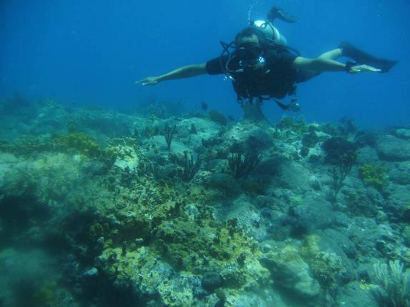 O belo jardim de corais na parte mais rasa de Tent Reef, na costa de Saba - Caribe