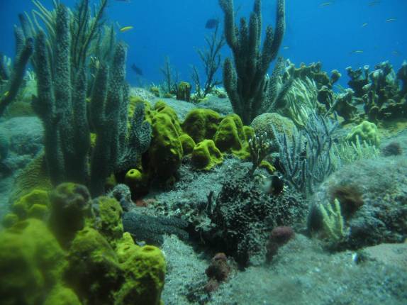O belo jardim de corais na parte mais rasa de Tent Reef, na costa de Saba - Caribe