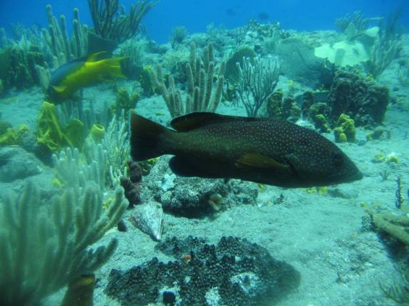 O belo jardim de corais na parte mais rasa de Tent Reef, na costa de Saba - Caribe