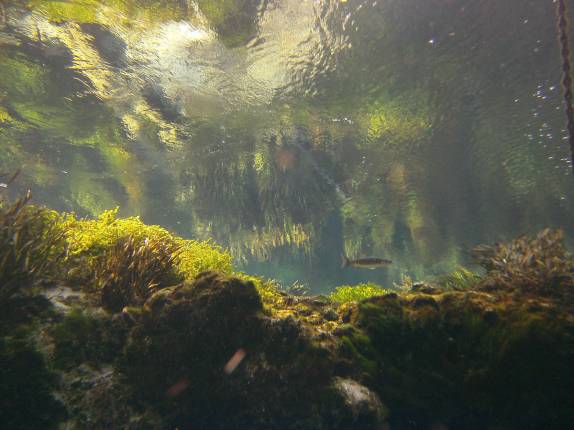 O belo rio de águas transparentes em Ginnie Springs, na Flórida, nos ...