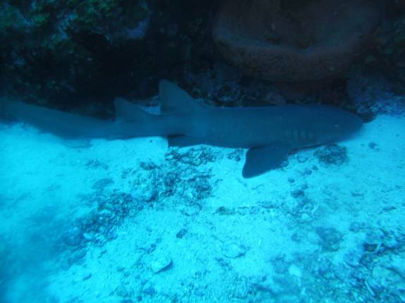 O dorminhoco tubarão-lixa no mergulho em Third Encounter, na costa de Saba - Caribe