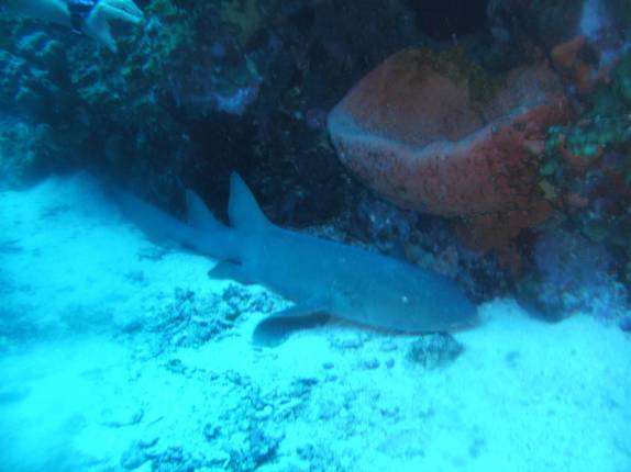 O dorminhoco tubarão-lixa no mergulho em Third Encounter, na costa de Saba - Caribe