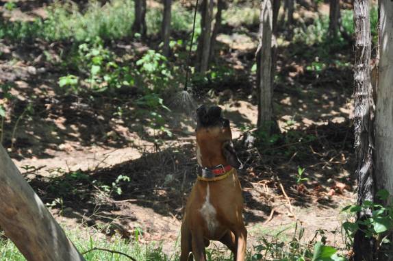 O Ghandi se redresca na irrigação da FruttiHall, em Petrolina - PE