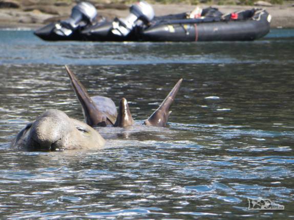 O monstro do lago Ness? Não, é apenas um gigantesco elefante-marinho que nada à nossa frente, bem perto do nosso caiaque, em Ocean Harbour, na Geórgia do Sul O monstro do lago Ness? Não, é apenas um gigantesco elefante-marinho que nada à nossa frente, bem perto do nosso caiaque, em Ocean Harbour, na Geórgia do Sul