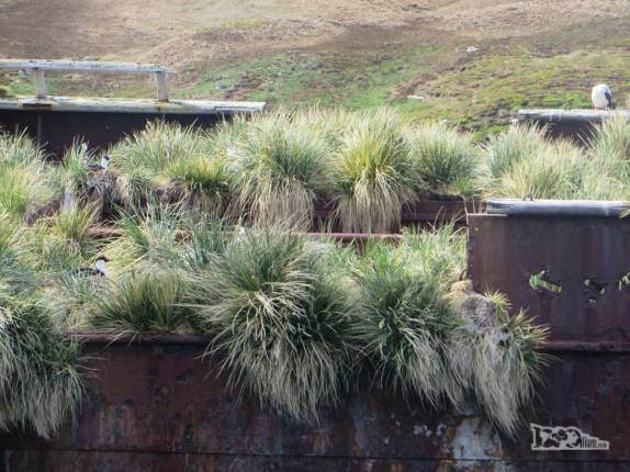 O verdadeiro jardim em que se transformou o naufrágio Bayard, em Ocean Harbour, na Geórgia do Sul O verdadeiro jardim em que se transformou o naufrágio Bayard, em Ocean Harbour, na Geórgia do Sul
