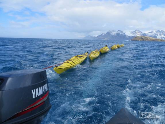O zodiac puxa vários caiaques em direção a Prion Island, na Geórgia do Sul