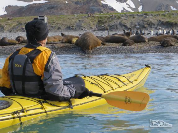 Observando de perto a praia e a fauna de Gold Harbour, na Geórgia do Sul Observando de perto a praia e a fauna de Gold Harbour, na Geórgia do Sul