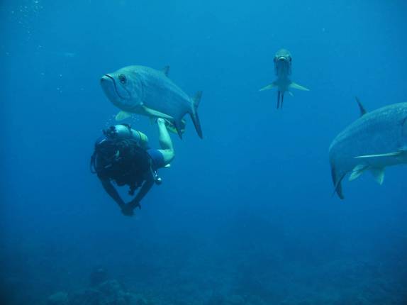 Observando o pacífico e enorme tarpon durante mergulho em Babylon, na costa de Saba - Caribe