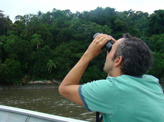 Observando papagaios na Ilha da Pinheira