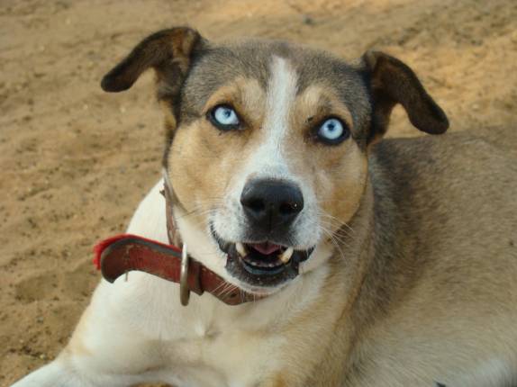 Olha a cor dos olhos desse cachorro! Em Iriri - ES