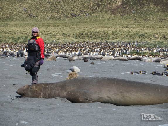 Olhando de perto um preguiçoso elefante-marinho na praia de Gold Harbour, na Geórgia do Sul Olhando de perto um preguiçoso elefante-marinho na praia de Gold Harbour, na Geórgia do Sul
