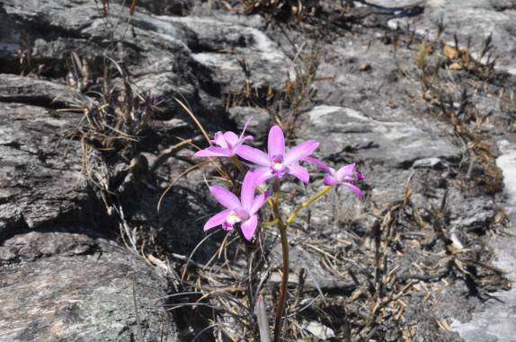 Orquídeas, no Parque Nacional da Serra do Cipó - MG Orquídeas, no Parque Nacional da Serra do Cipó - MG