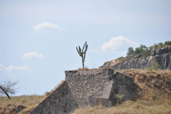 Os cactus aparecem com frequência na vegetação de caatinga (Bahia) Os cactus aparecem com frequência na vegetação de caatinga (Bahia)