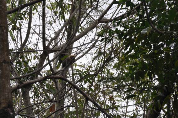 Os pequenos saguis na RPPN Feliciano Abdalla, Reserva dos Muriquis, em Ipanema, próximo a Caratinga - MG